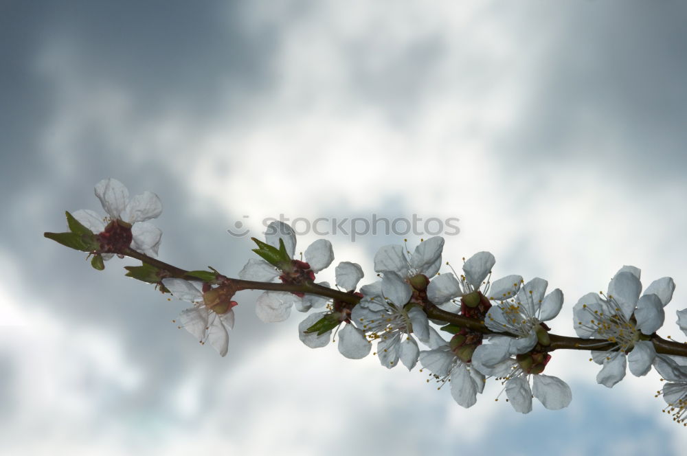 Similar – Image, Stock Photo red wine Summer