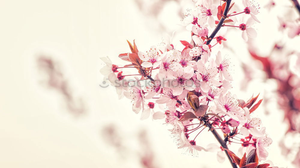 Similar – Image, Stock Photo cherry blossoms Nature