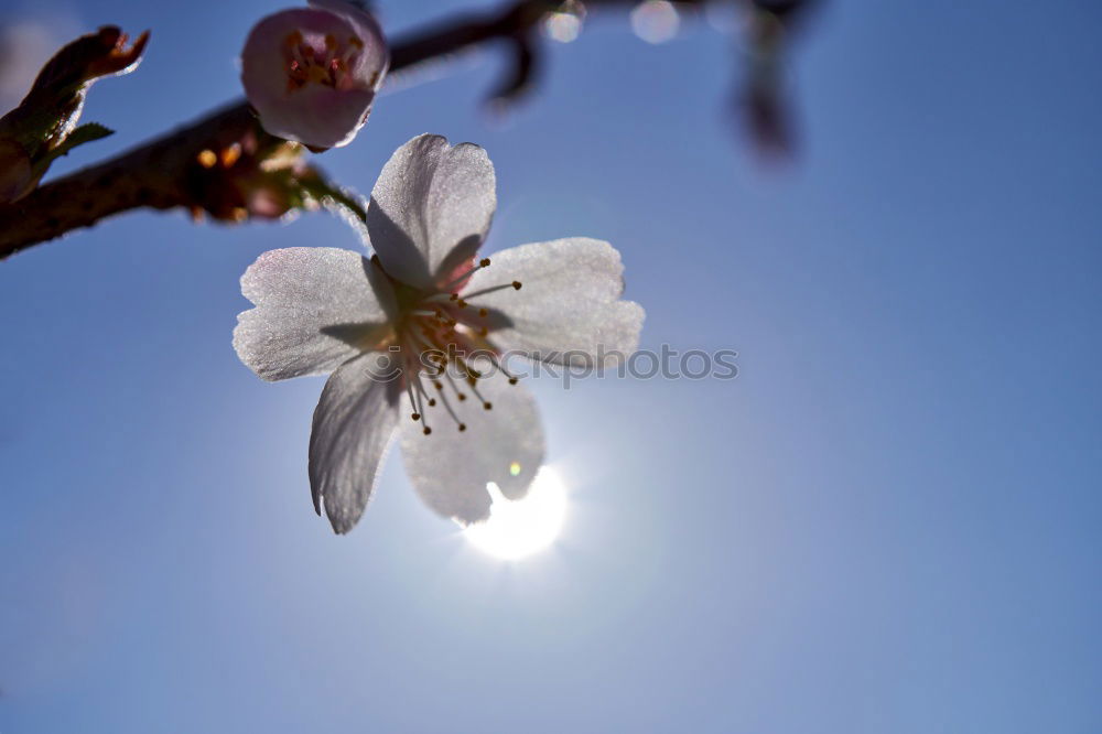 Similar – Foto Bild Lilium Lilien Pflanze