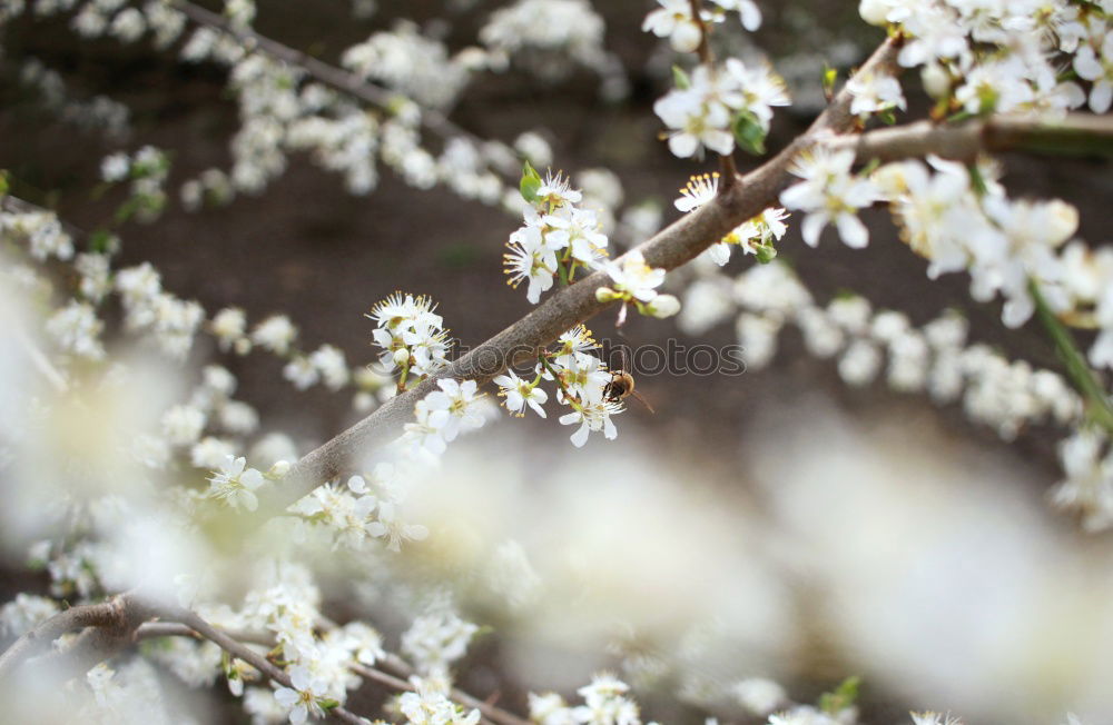 Similar – Image, Stock Photo Spring Awakening IV Maple Branch