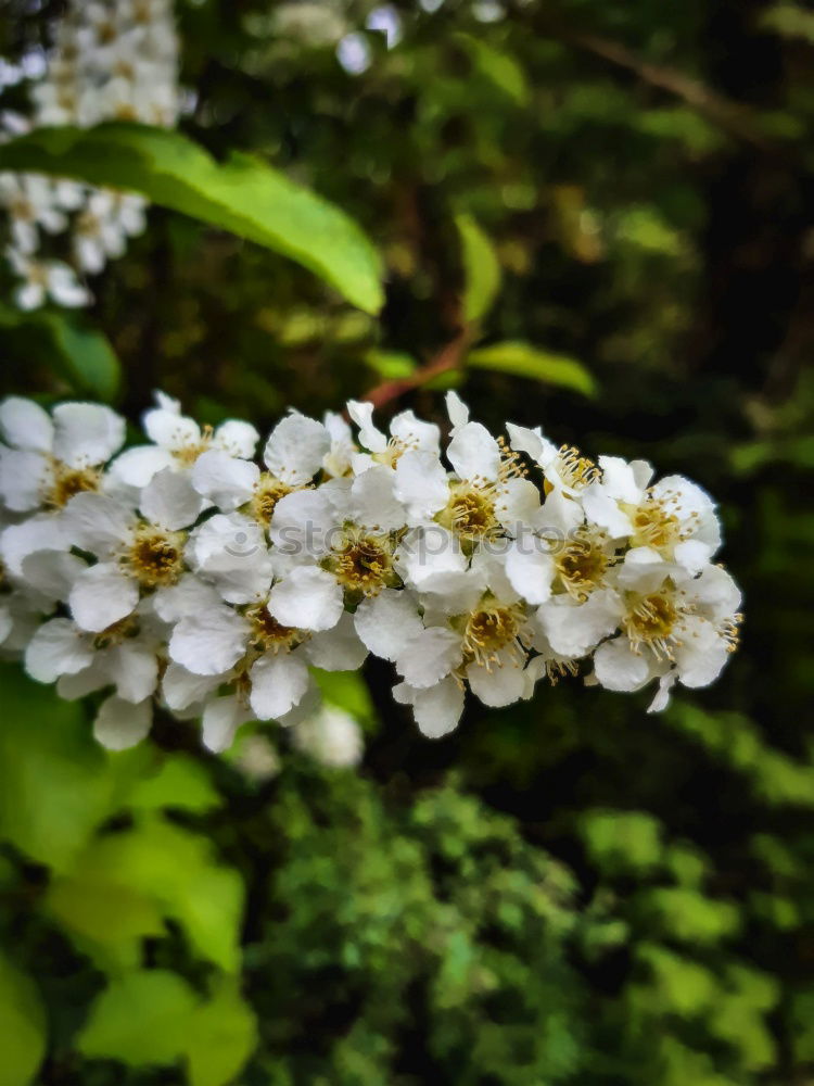 Similar – Busch mit weißen Blüten im Frühling