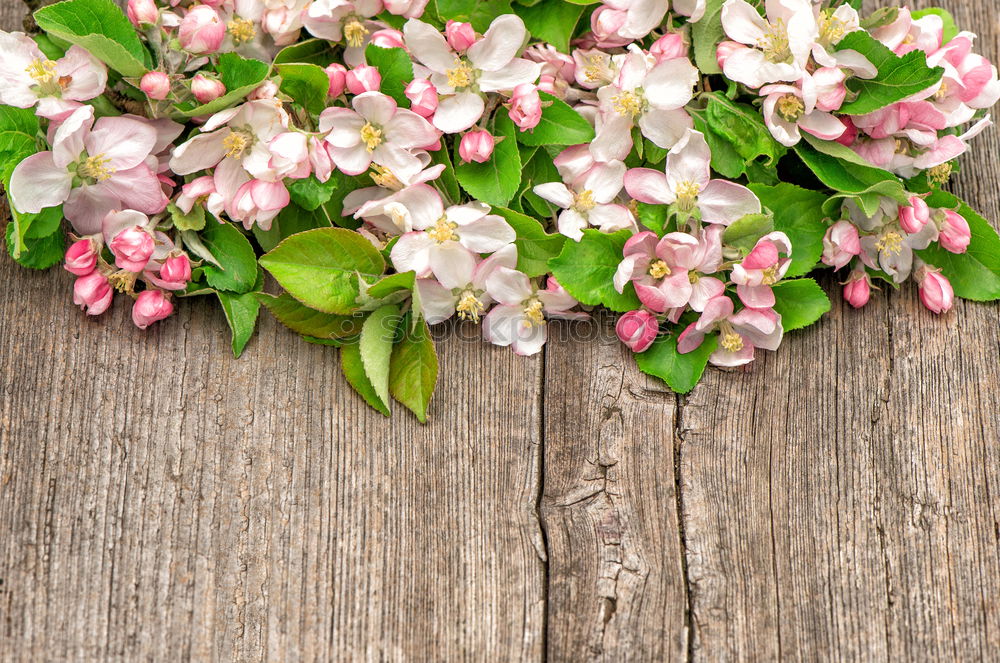 Image, Stock Photo bouquet of blossoming fruit trees