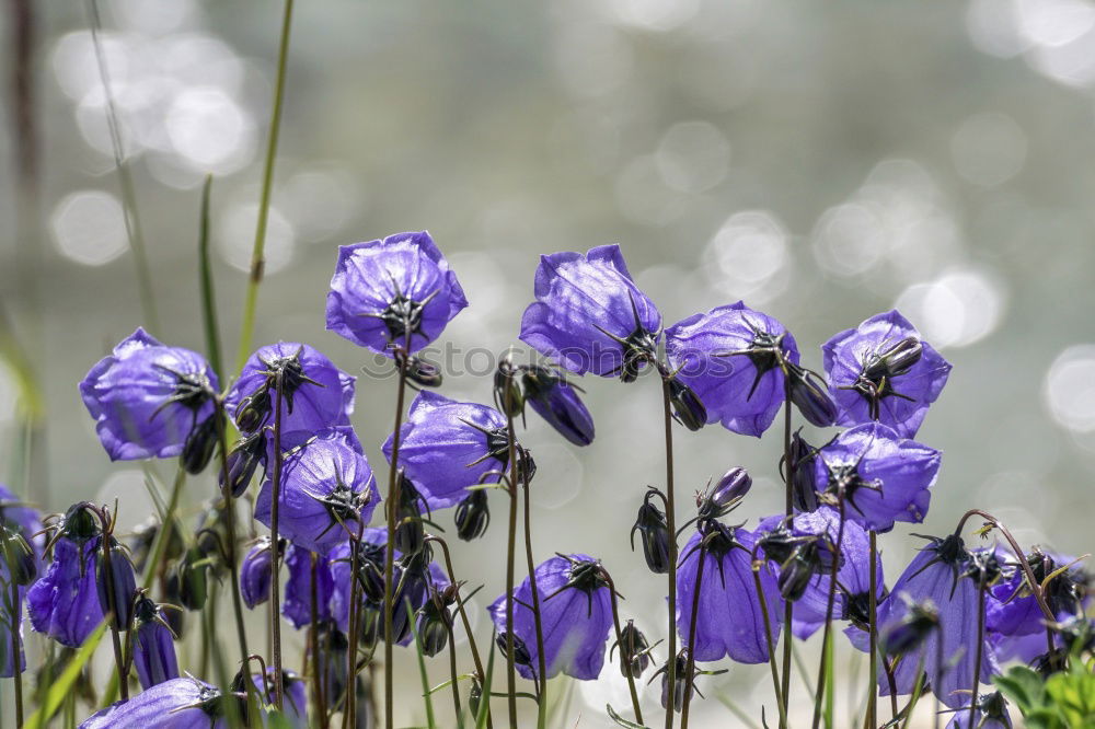 Similar – Foto Bild Kornblumen Blume Blüte