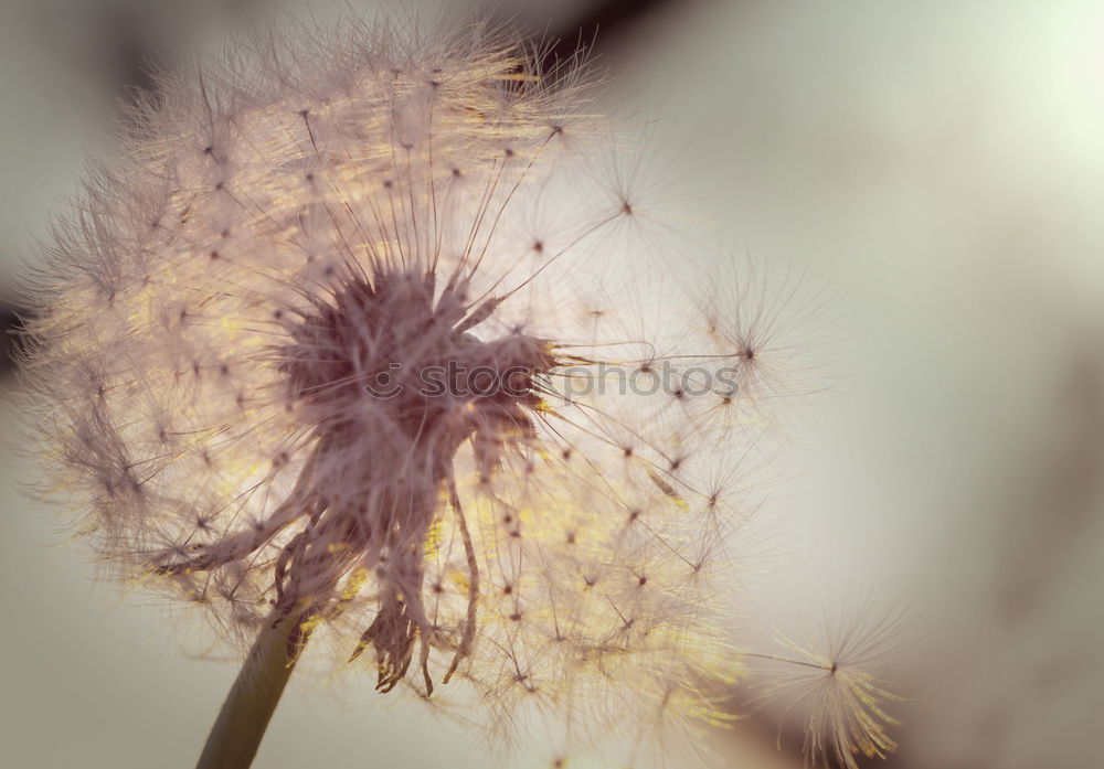 Similar – Image, Stock Photo just before seed flight