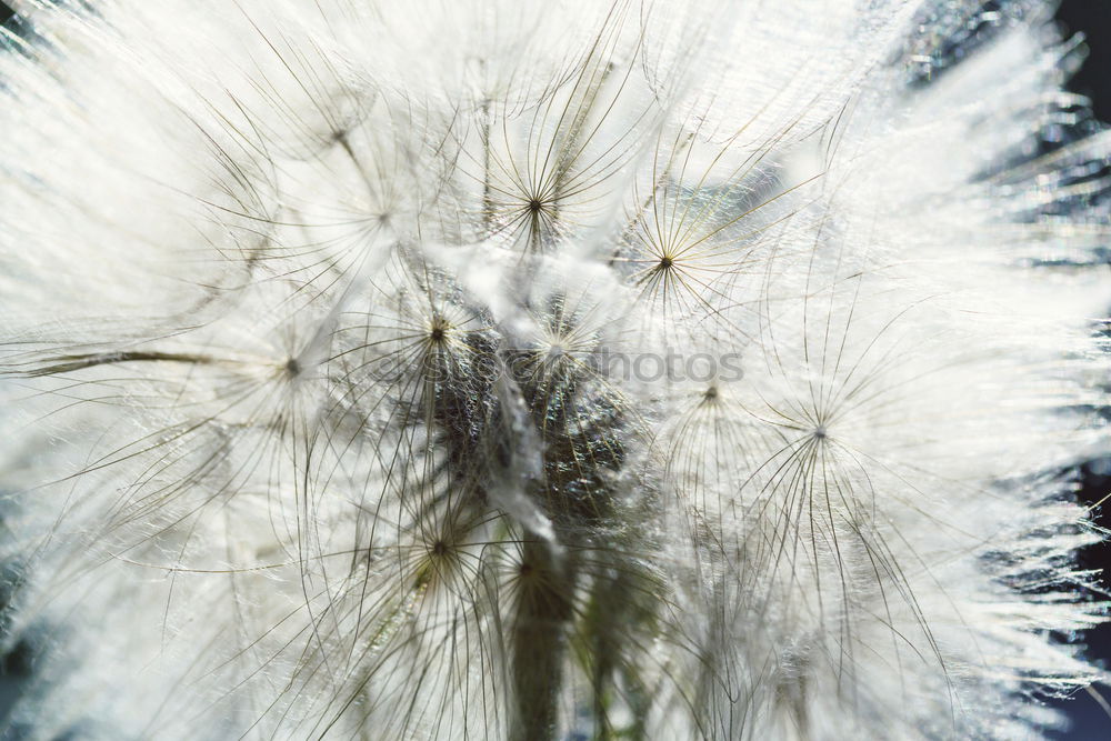 Similar – Pusteblume Blume Löwenzahn