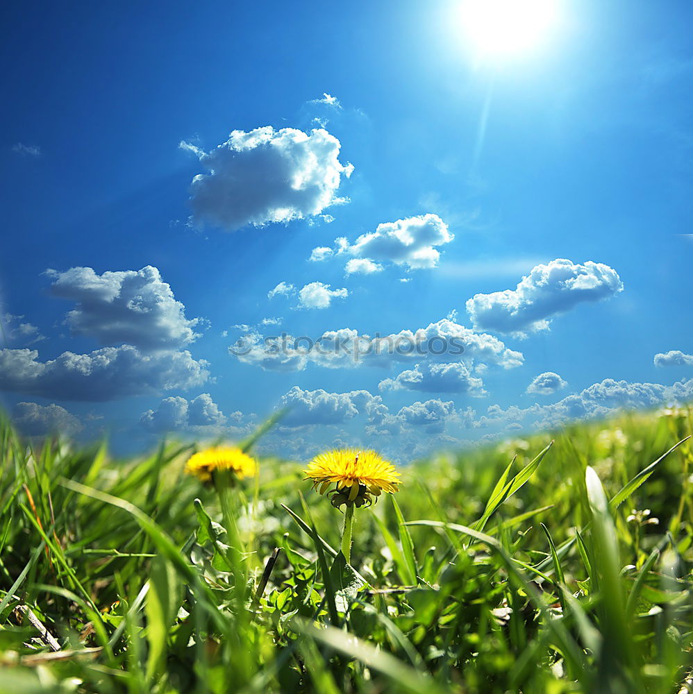 Similar – Image, Stock Photo Portrait format spring meadow