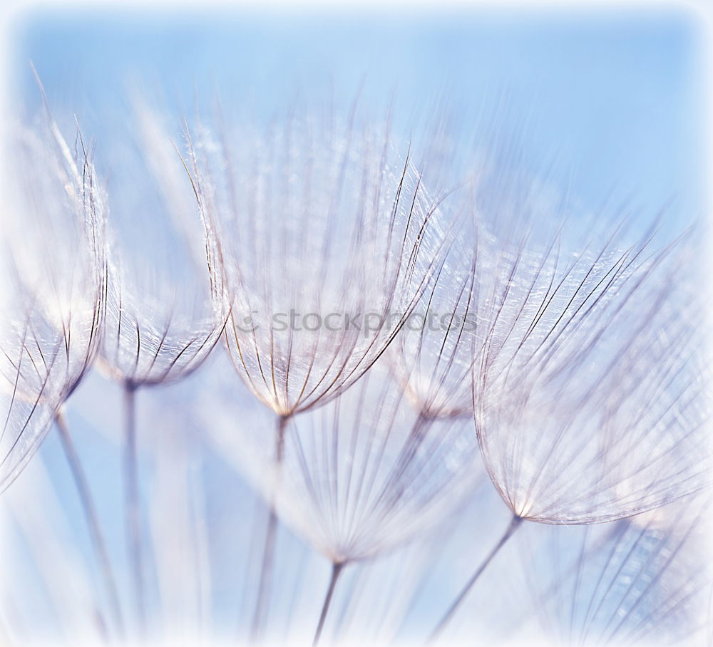 Frozen Violet Winter