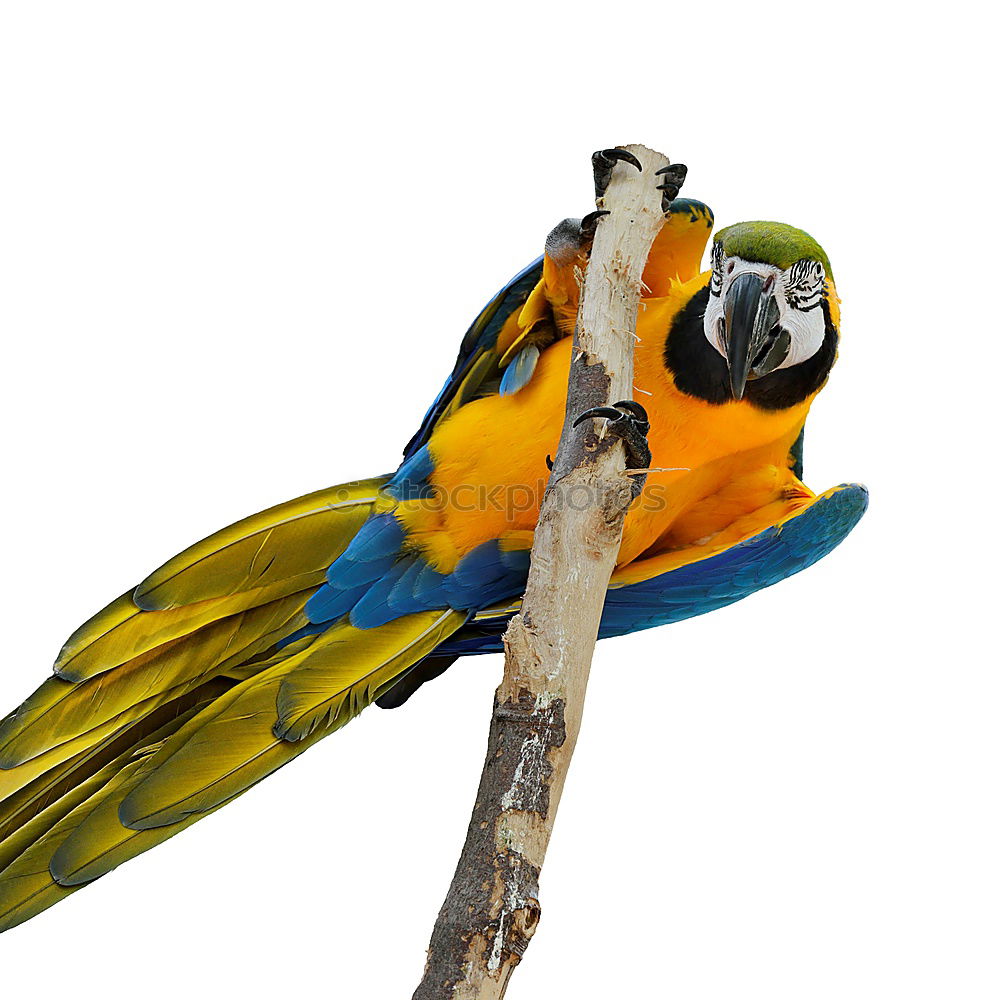 Similar – Image, Stock Photo Blue Tit Animal Bird Wood