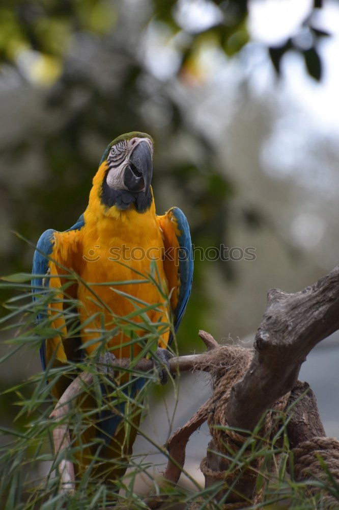 Similar – Parrot in a tree Exotic