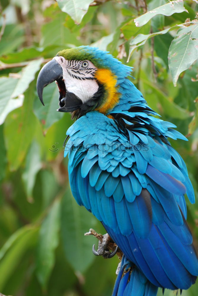 Similar – Weihnachtsgans Vogel Pfau