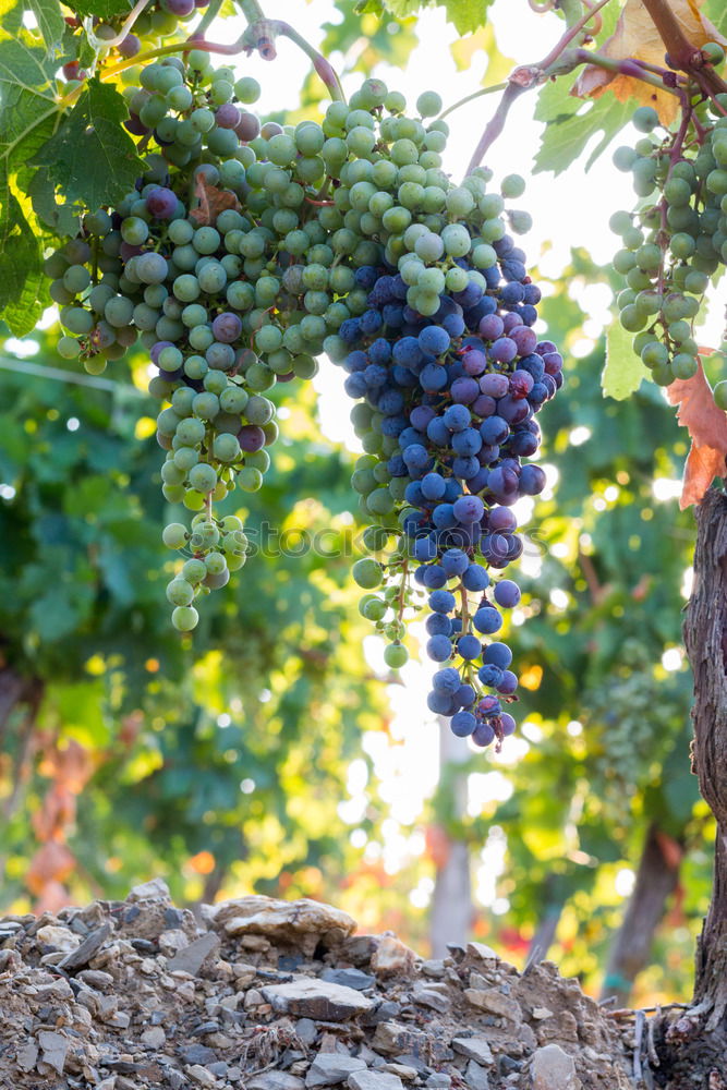 Similar – Image, Stock Photo Vineyards on sunset.