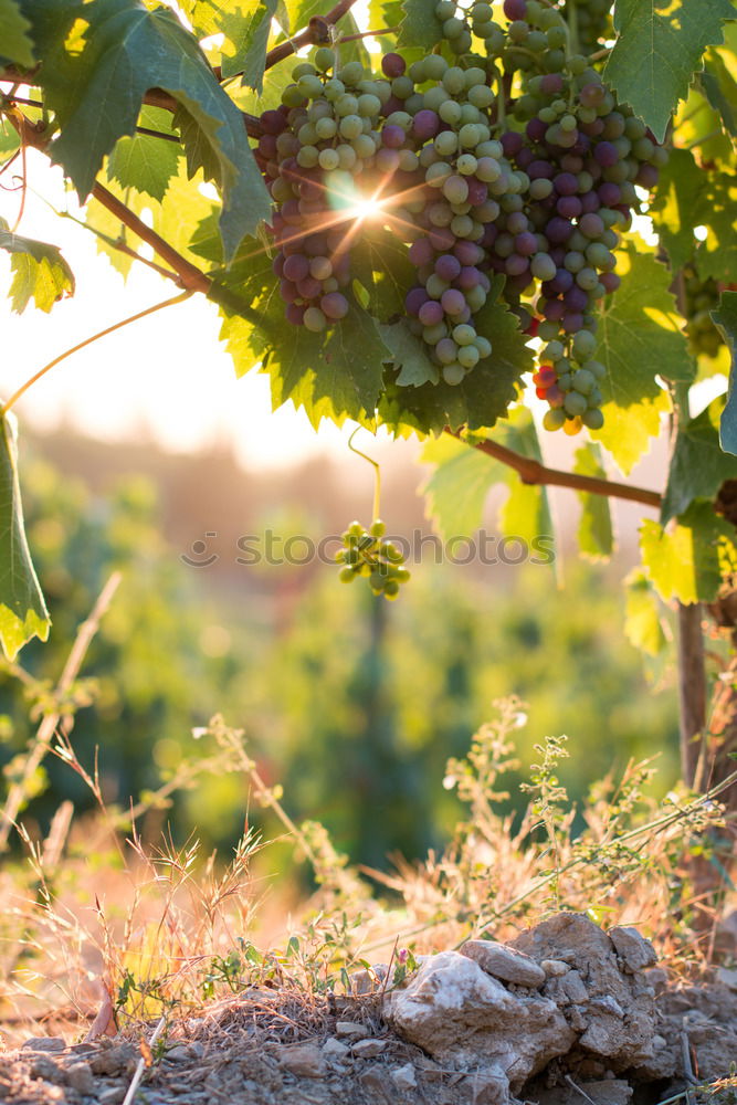 Similar – Image, Stock Photo Vineyards on sunset.