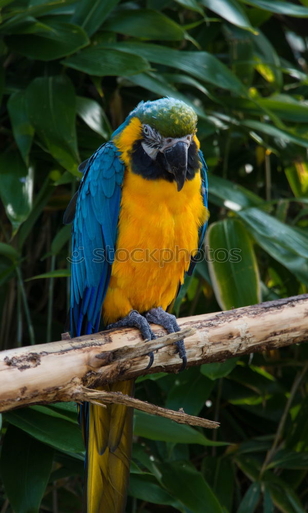 Similar – Parrot in a tree Exotic