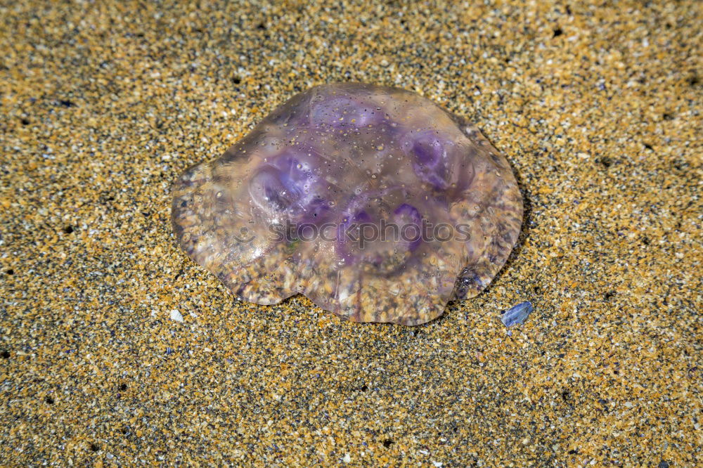 Similar – Image, Stock Photo the jellyfish laughs Ocean