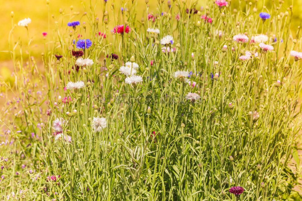 Similar – meadow bouquet Plant