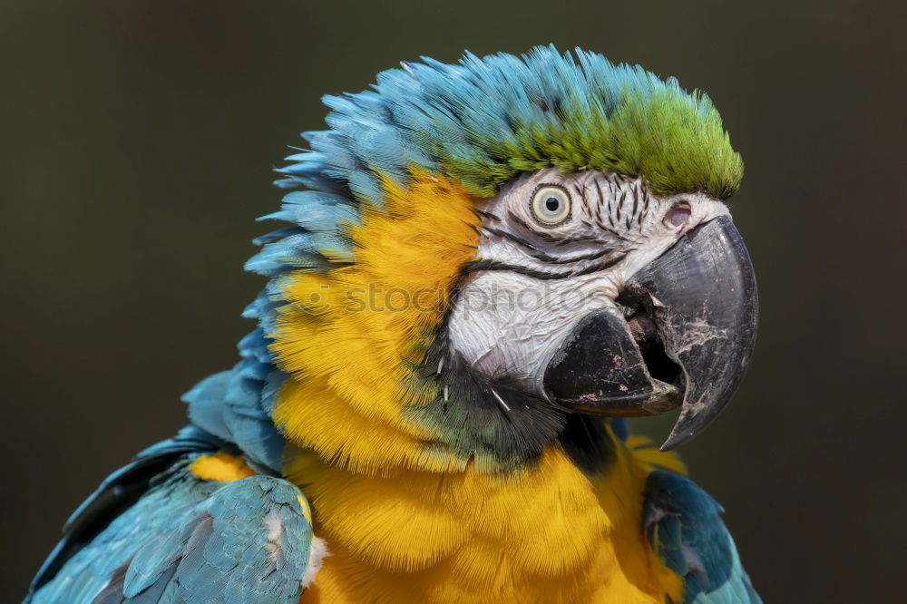 Similar – Foto Bild Schau mir in die Augen