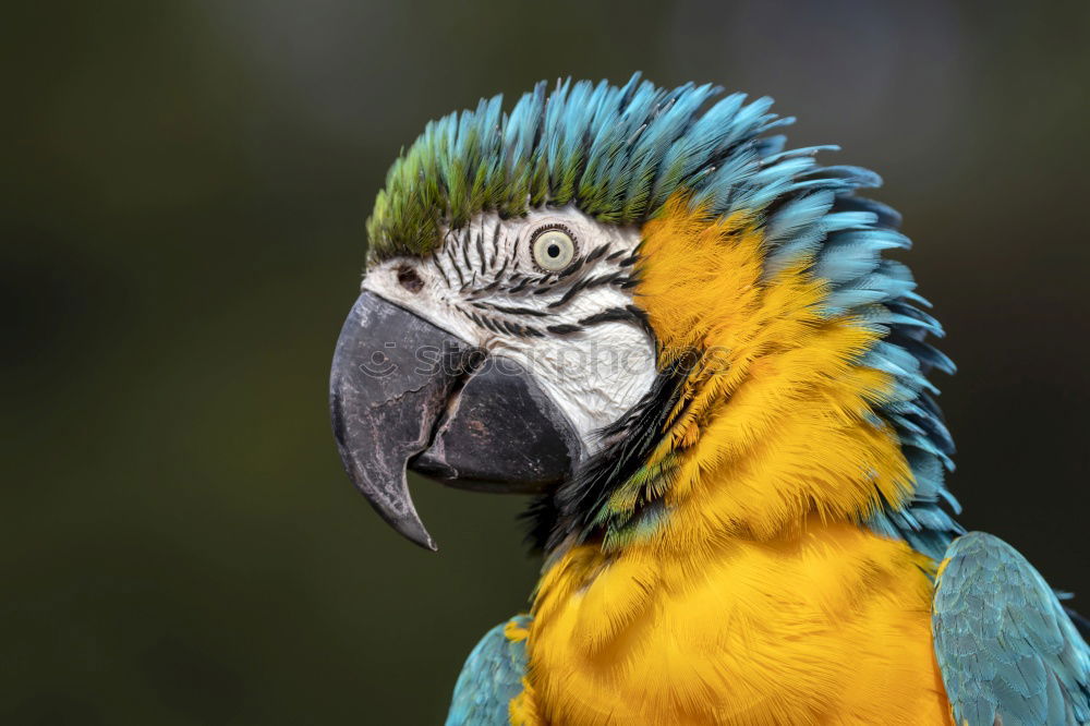 Similar – spot Bird Flying Captured