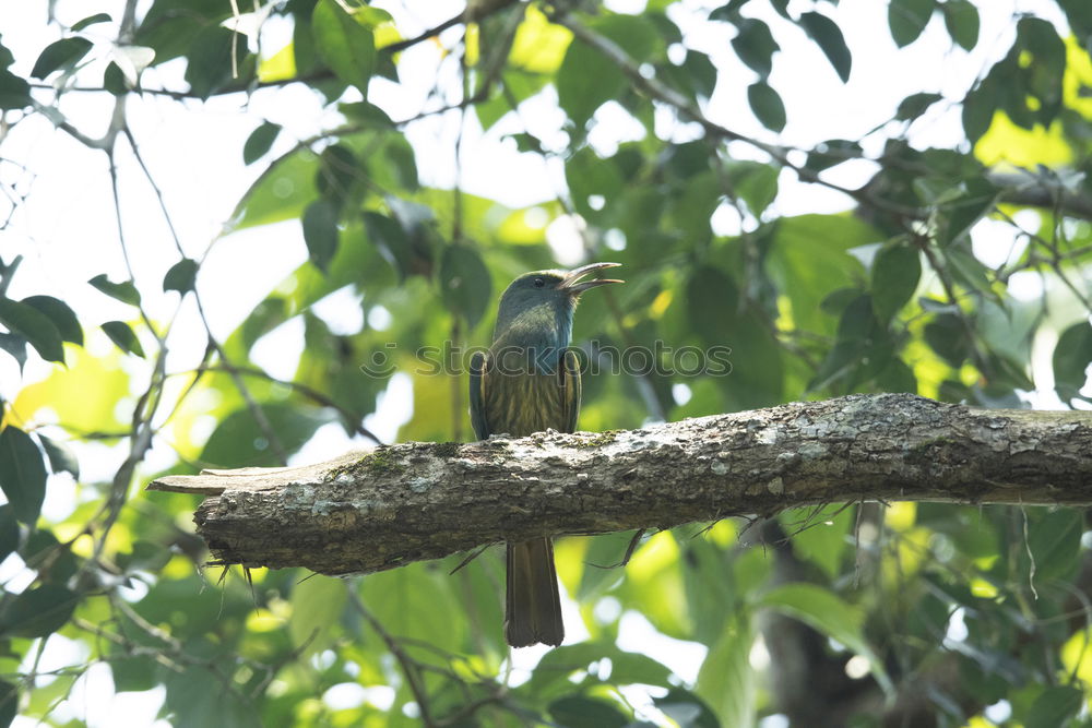 Image, Stock Photo Kingfisher in pose Animal