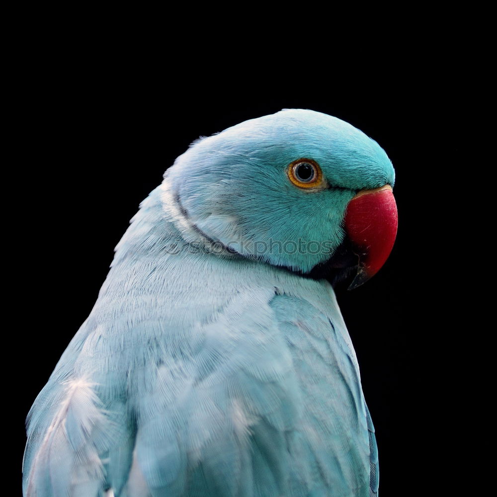 Similar – cockatoos Branch Twig