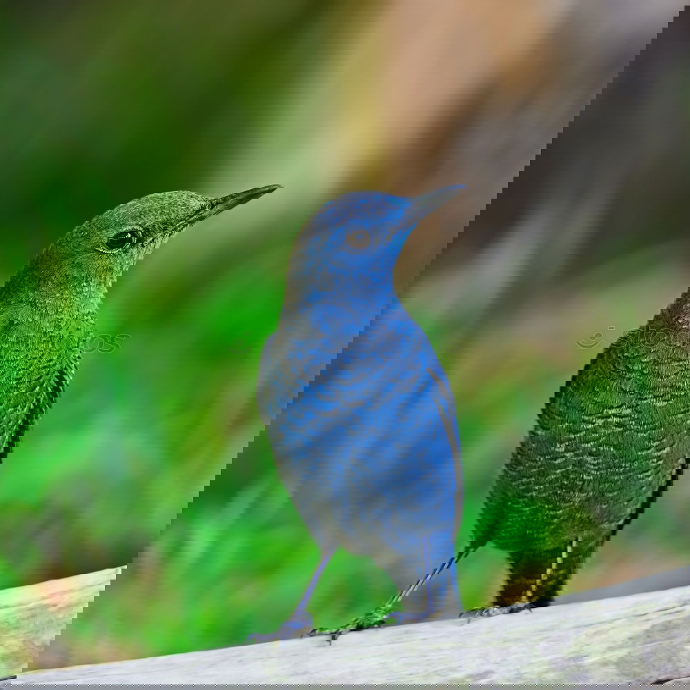 Similar – Image, Stock Photo Green Starling Nature