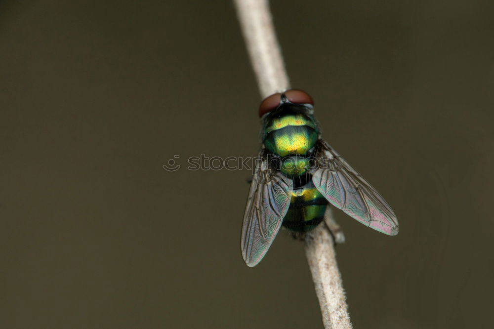 Similar – Image, Stock Photo Gap and fly I Fly Insect