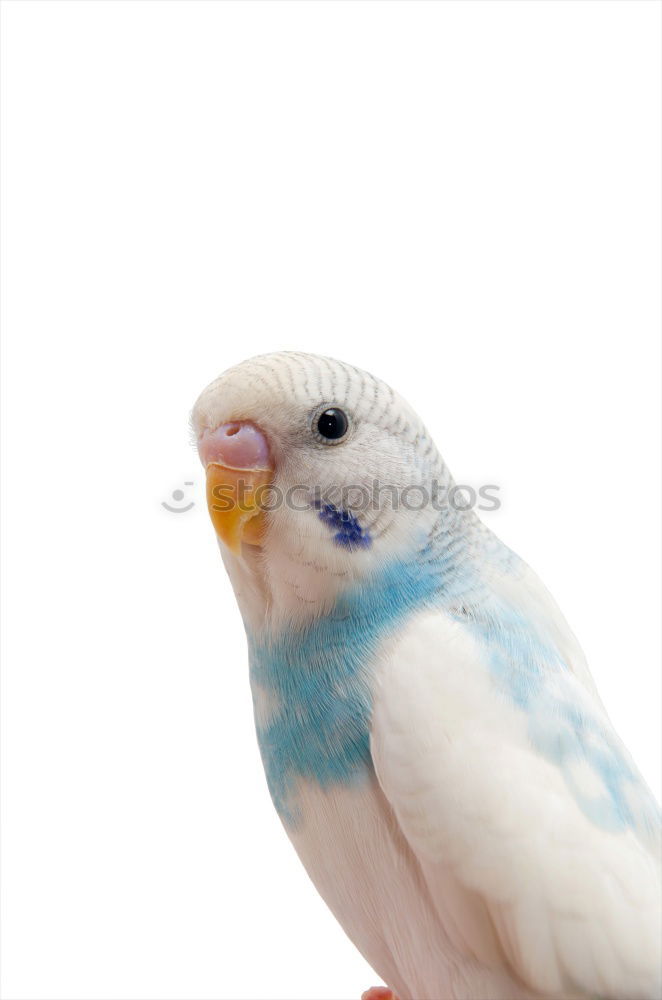 Similar – Image, Stock Photo Pancha Animal Pet Bird