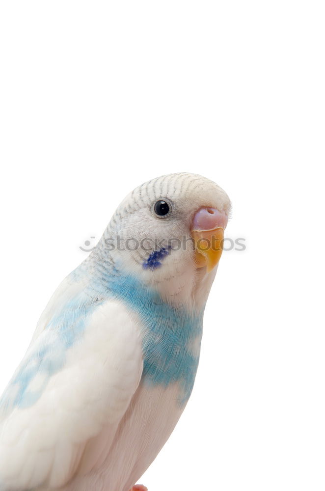 Similar – Image, Stock Photo Pancha Animal Pet Bird