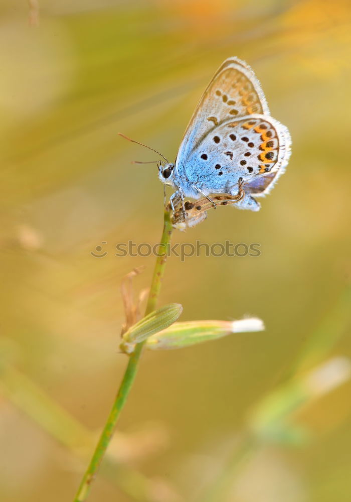 Similar – Image, Stock Photo resting in the bush Garden