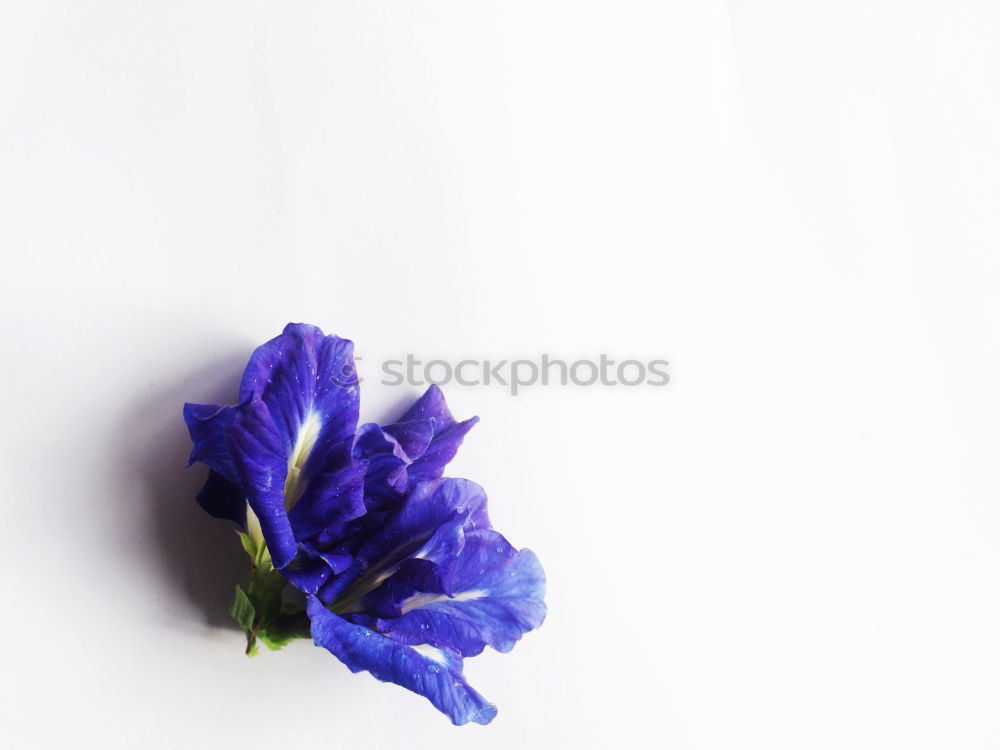 Similar – chive blossom Chives