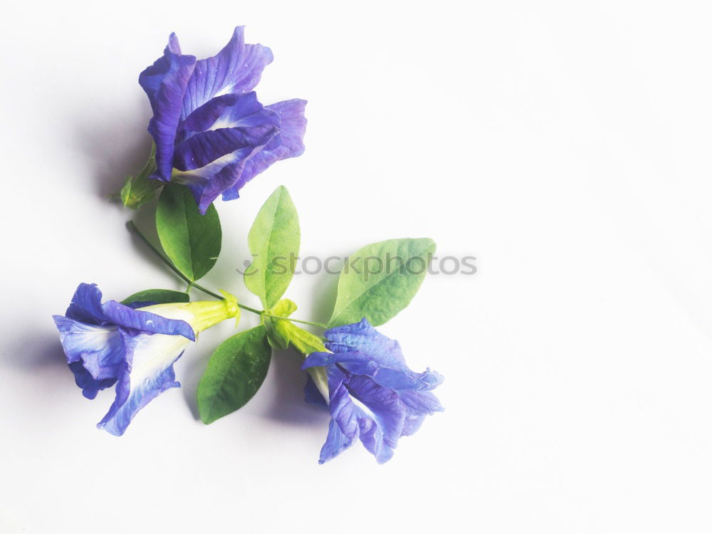 Similar – Vinca minor Evergreen