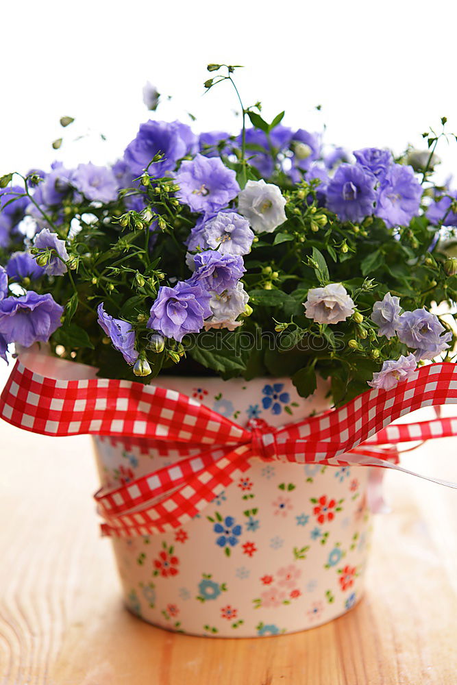 Similar – Image, Stock Photo pot floret Plant Flower