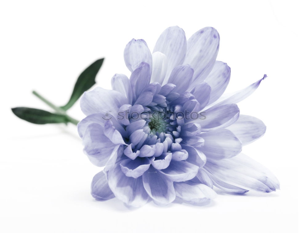 Similar – Crowned anemone with violet against a light background