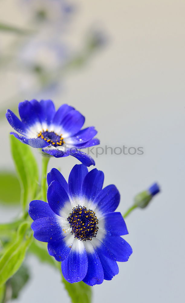 Similar – blue flowering anemone