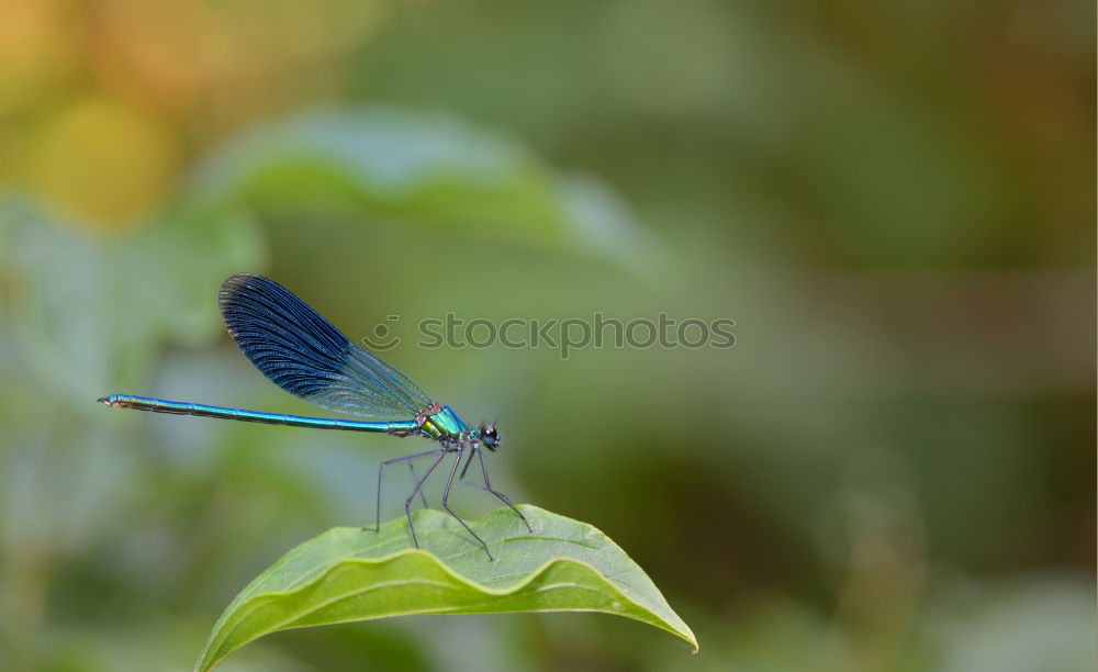 Dragonfly on a blade of grass