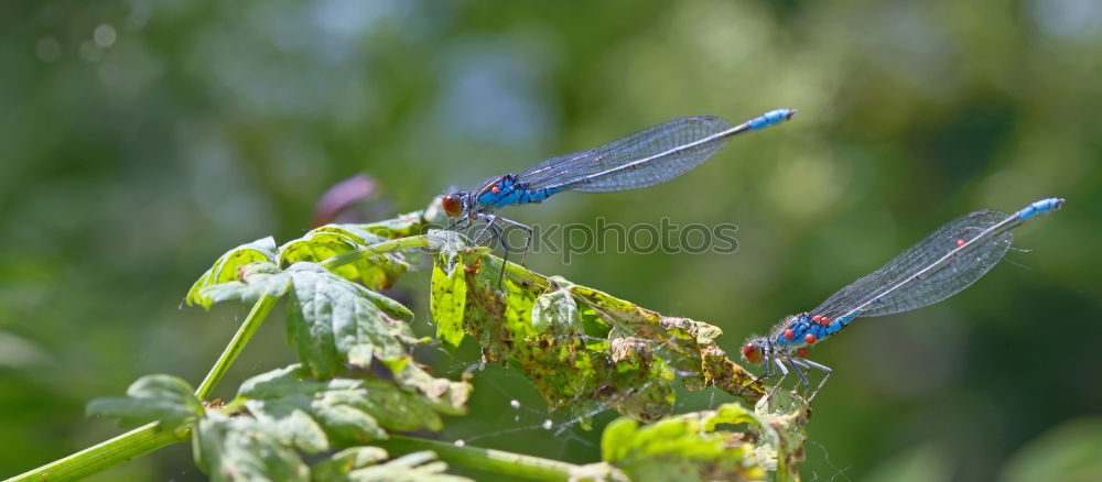 Similar – Image, Stock Photo Dragonfly SEX Animal