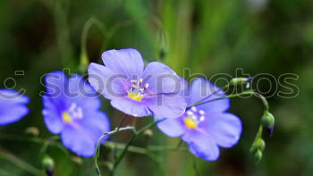 Similar – linen blossoms Nature