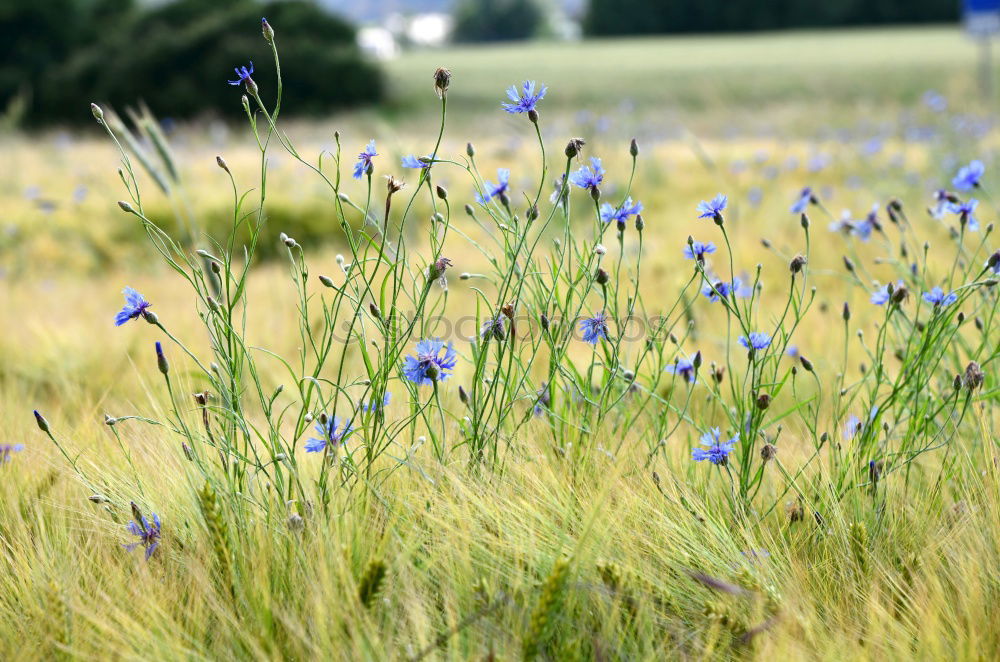 Similar – Foto Bild Biene und Blume Sommer