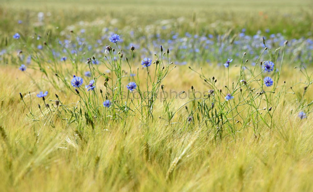 Image, Stock Photo cornflower blue. Grain