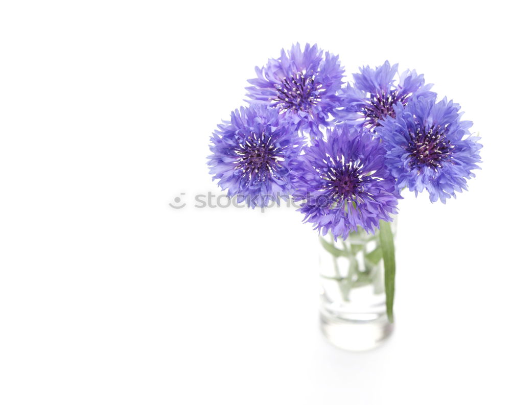 Similar – Image, Stock Photo Allium isolated on white background