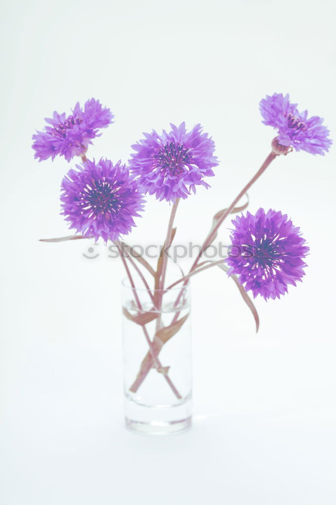 Similar – Image, Stock Photo cornflower Cornflower