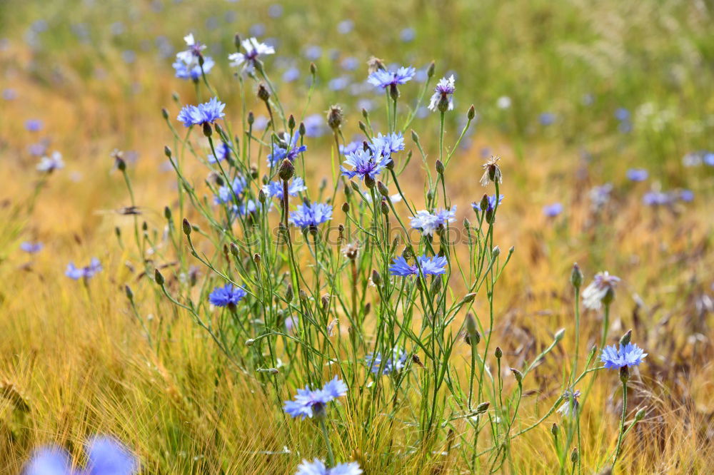 Similar – Image, Stock Photo cornflower blue. Grain