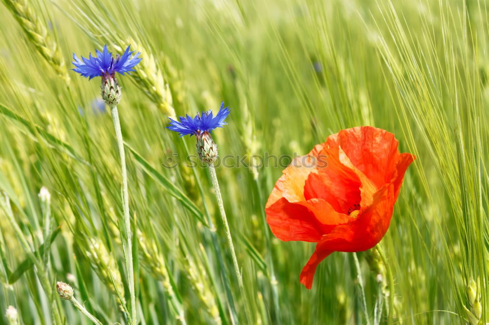 Similar – Foto Bild Gegensätze Blume Mohn