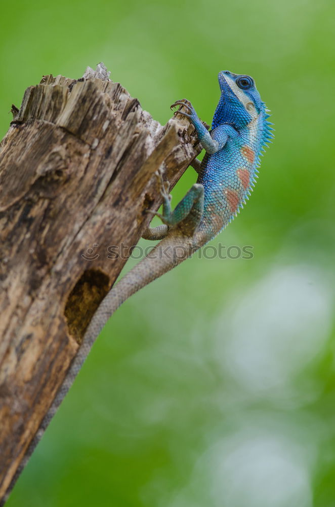 Similar – Image, Stock Photo the catch Animal Bird 1