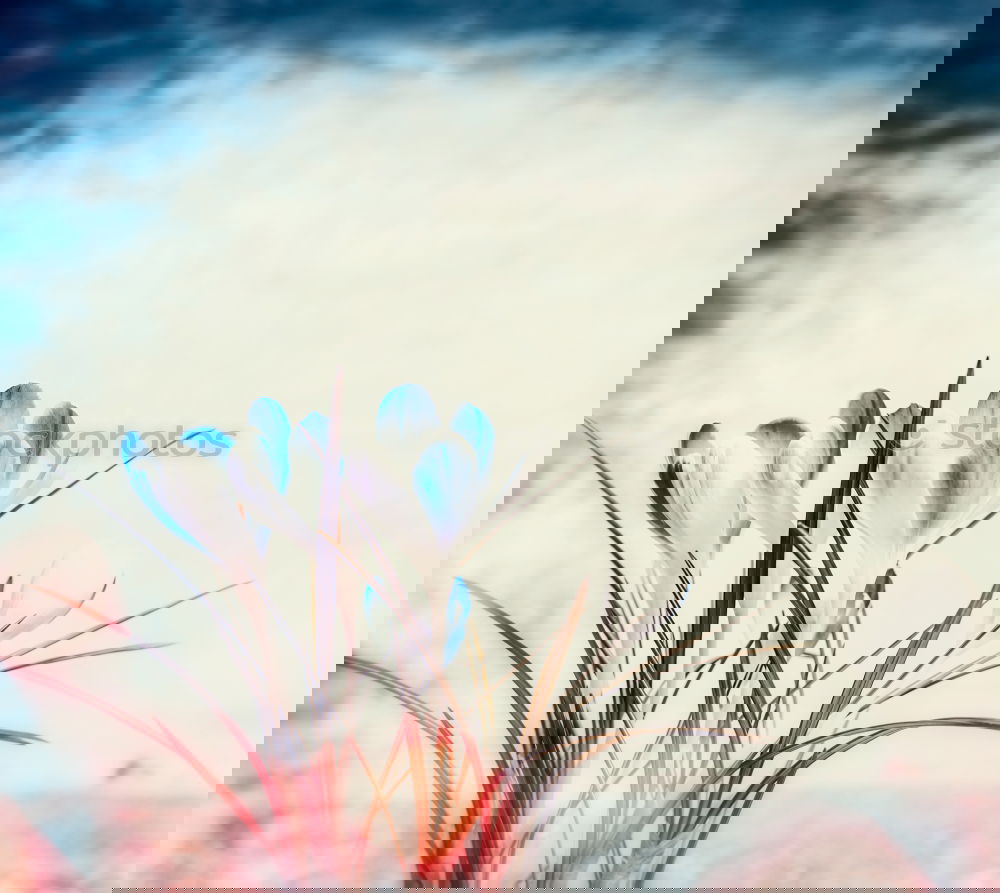 Similar – Image, Stock Photo Autumn flower pile on blue table with scissors