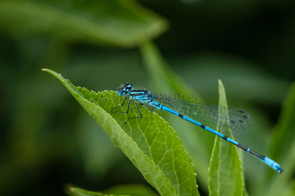 Similar – Dragonfly in the midday sun