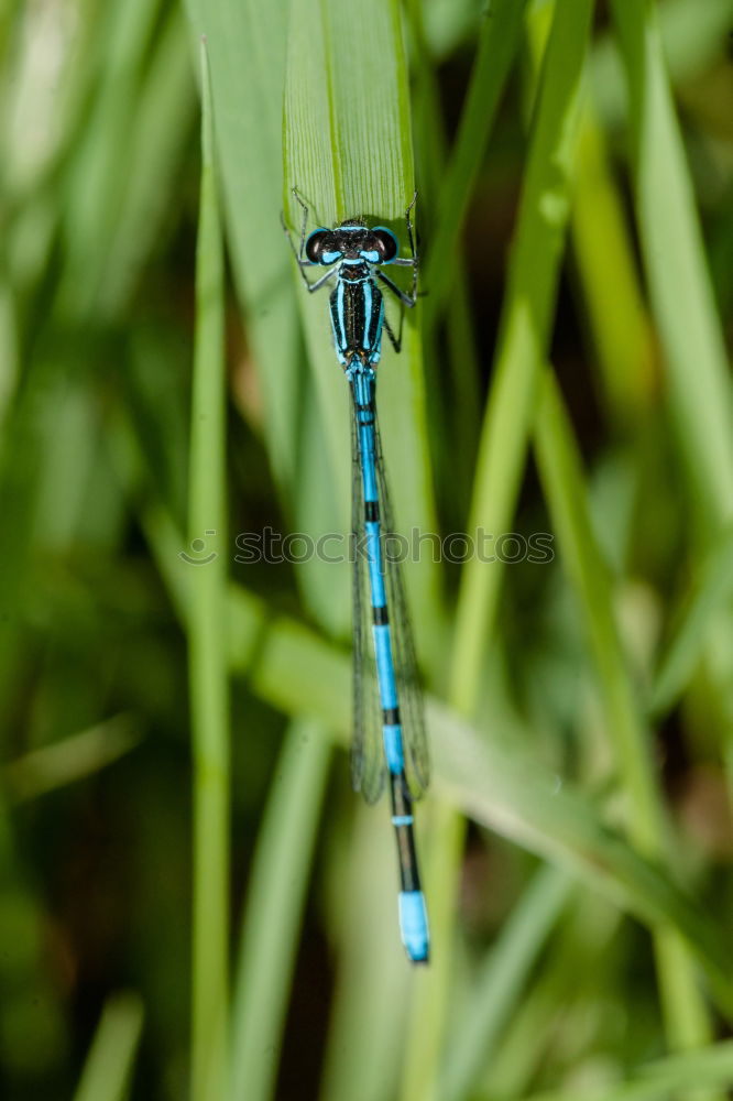 Similar – Dragonfly in the midday sun