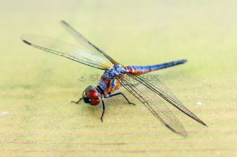 Similar – Image, Stock Photo Under the sign of the dragonfly