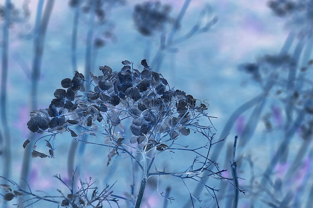 Similar – Image, Stock Photo Blue plants in winter background