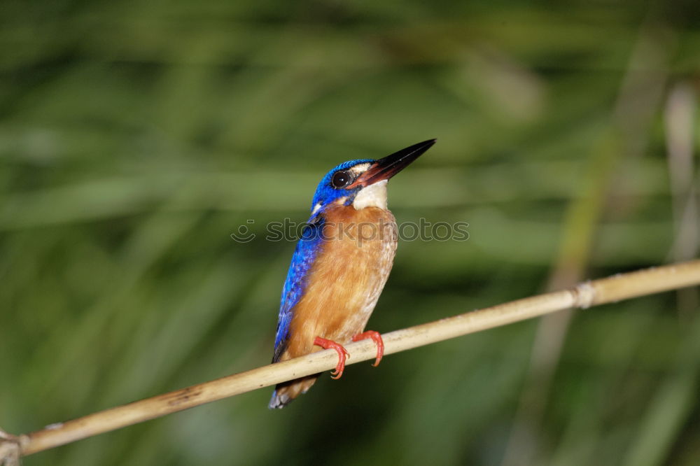 Similar – Kingfisher in reed Nature