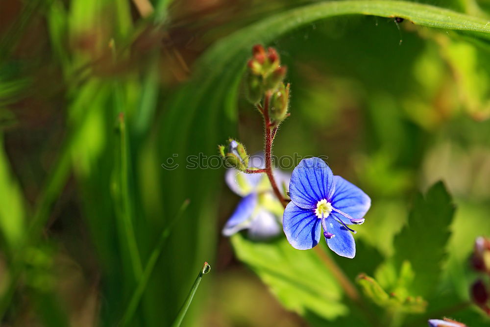 Don’t forget me flowers in the bed